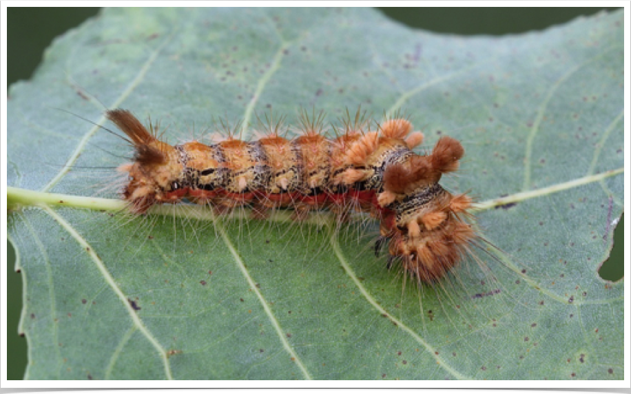 Acronicta impleta
Yellow-haired Dagger
Bibb County, Alabama